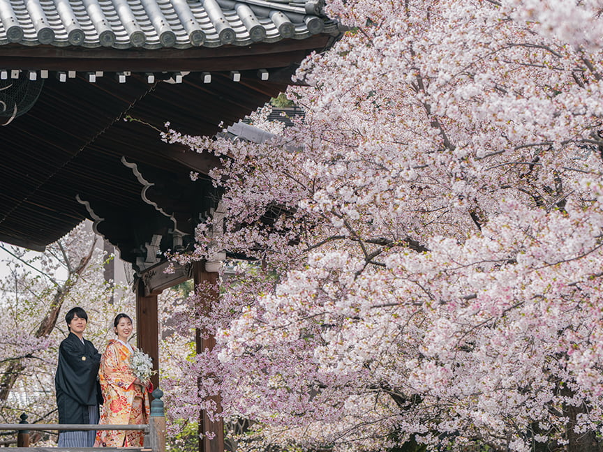 圧巻の桜と撮れる