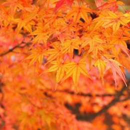 秋の紅葉シーズンの前撮りにつきまして