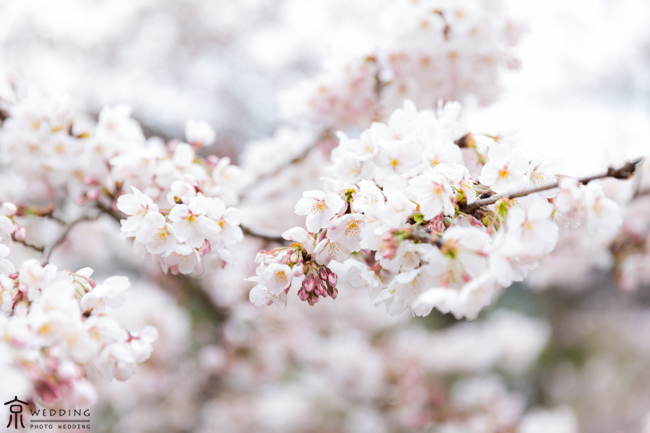 蹴上インクラインの桜