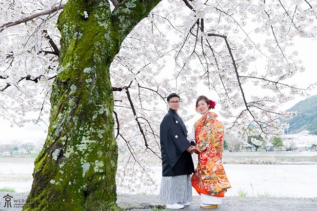 大きな桜の木の下で