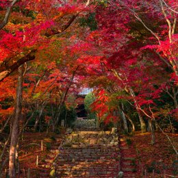 新ロケ地追加！京都紅葉隠れスポット【浄住寺】！！