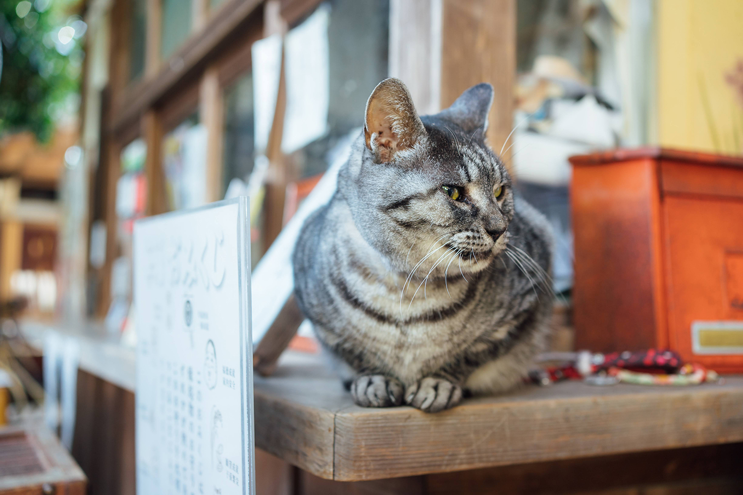 梅宮大社の猫と和装前撮り