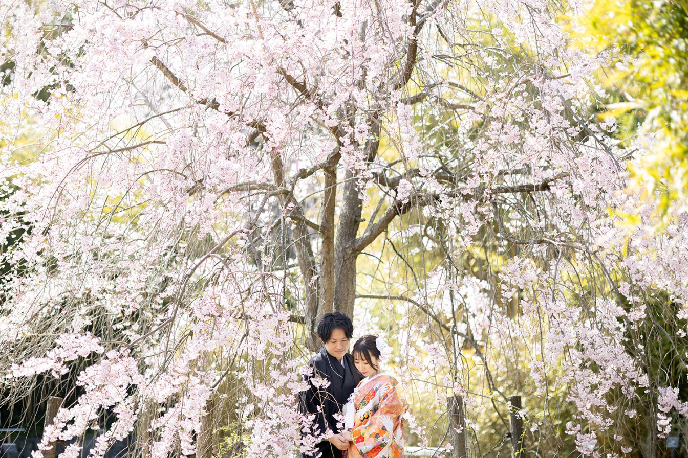 大きな枝垂れ桜の下で和装前撮りをする新郎新婦