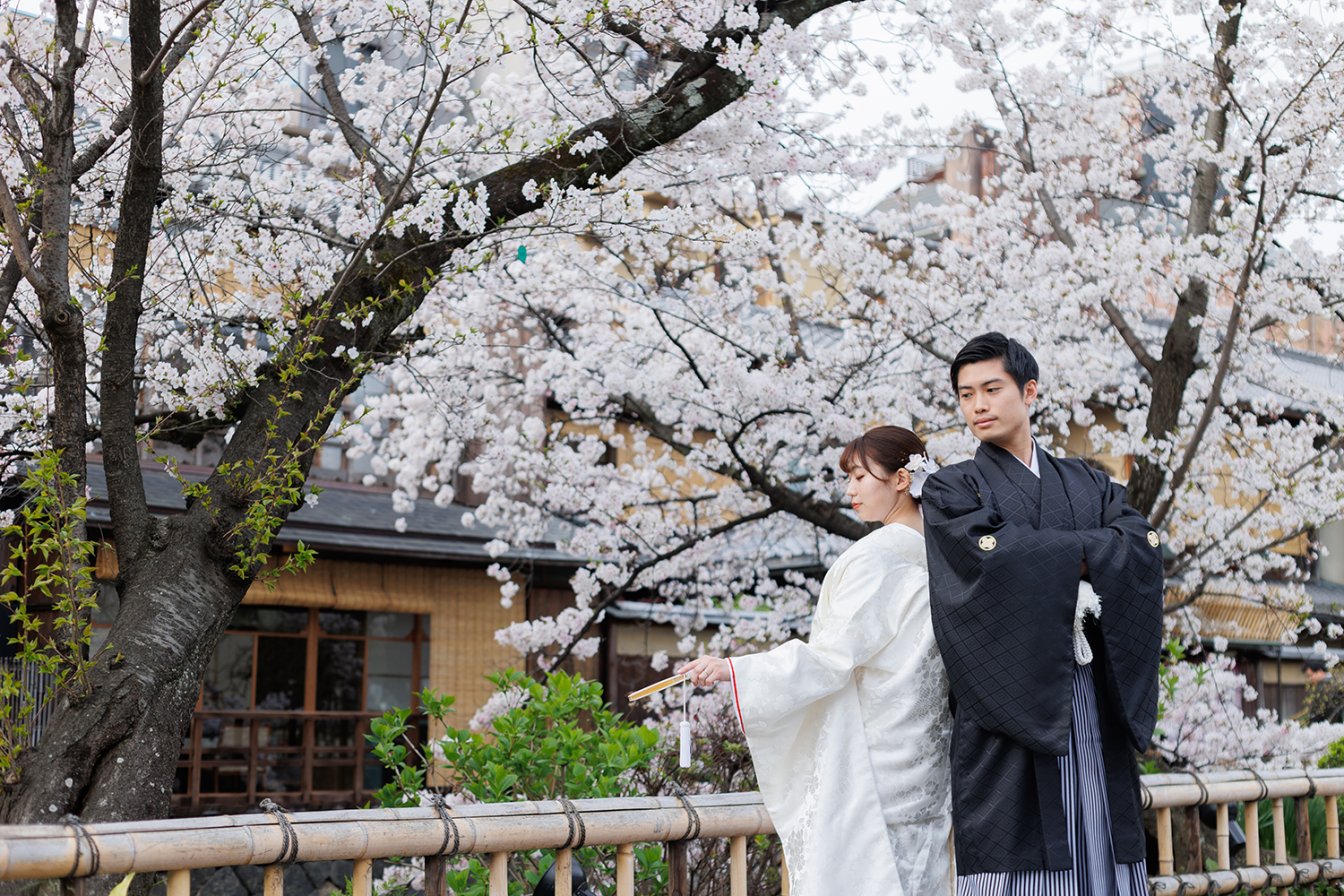 祇園の桜を背景に前撮りする新郎新婦
