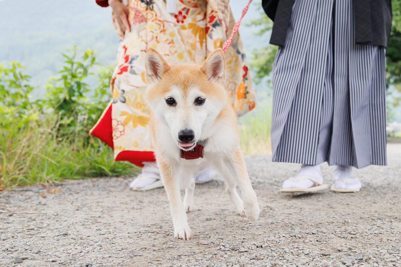 和装前撮り中の愛犬がかわいい1枚